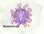 Rhinovirus.